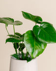 Philodendron Monstera