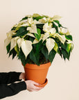 White Poinsettia