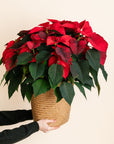 Red Poinsettia