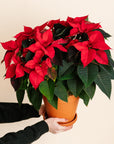 Red Poinsettia