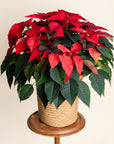 Red Poinsettia
