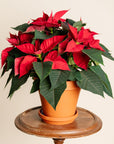 Red Poinsettia