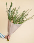 Fragrant Eucalyptus Bunch