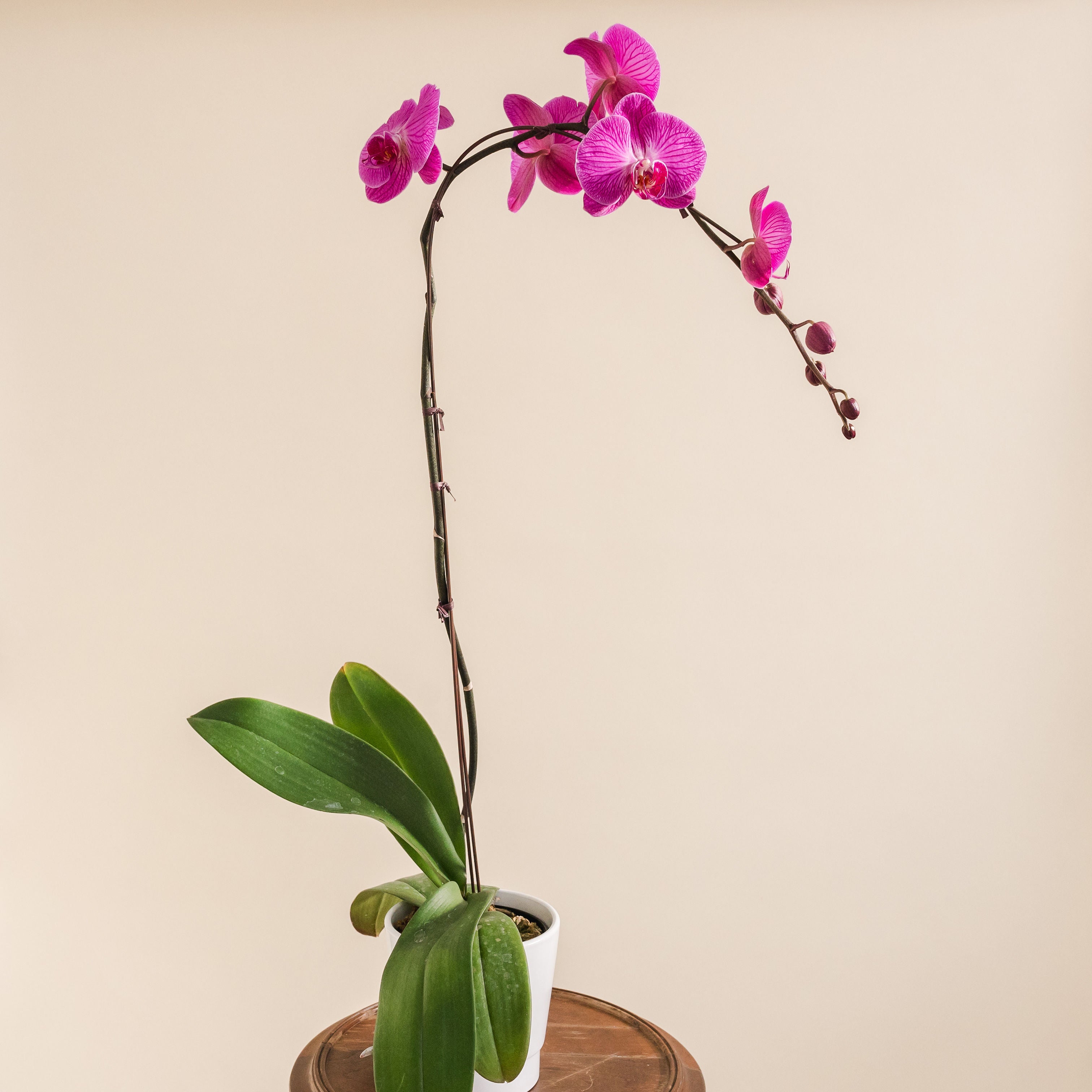 Large Orchid  Academy Florist