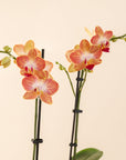 Small Double Stemmed Orchid
