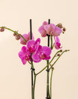 Small Double Stemmed Orchid