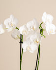 Small Double Stemmed Orchid