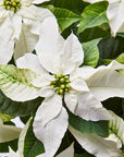 White Poinsettia