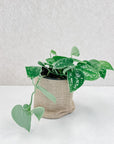 Satin Pothos