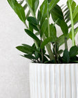 Cream Ceramic Pot With Ridged Detail