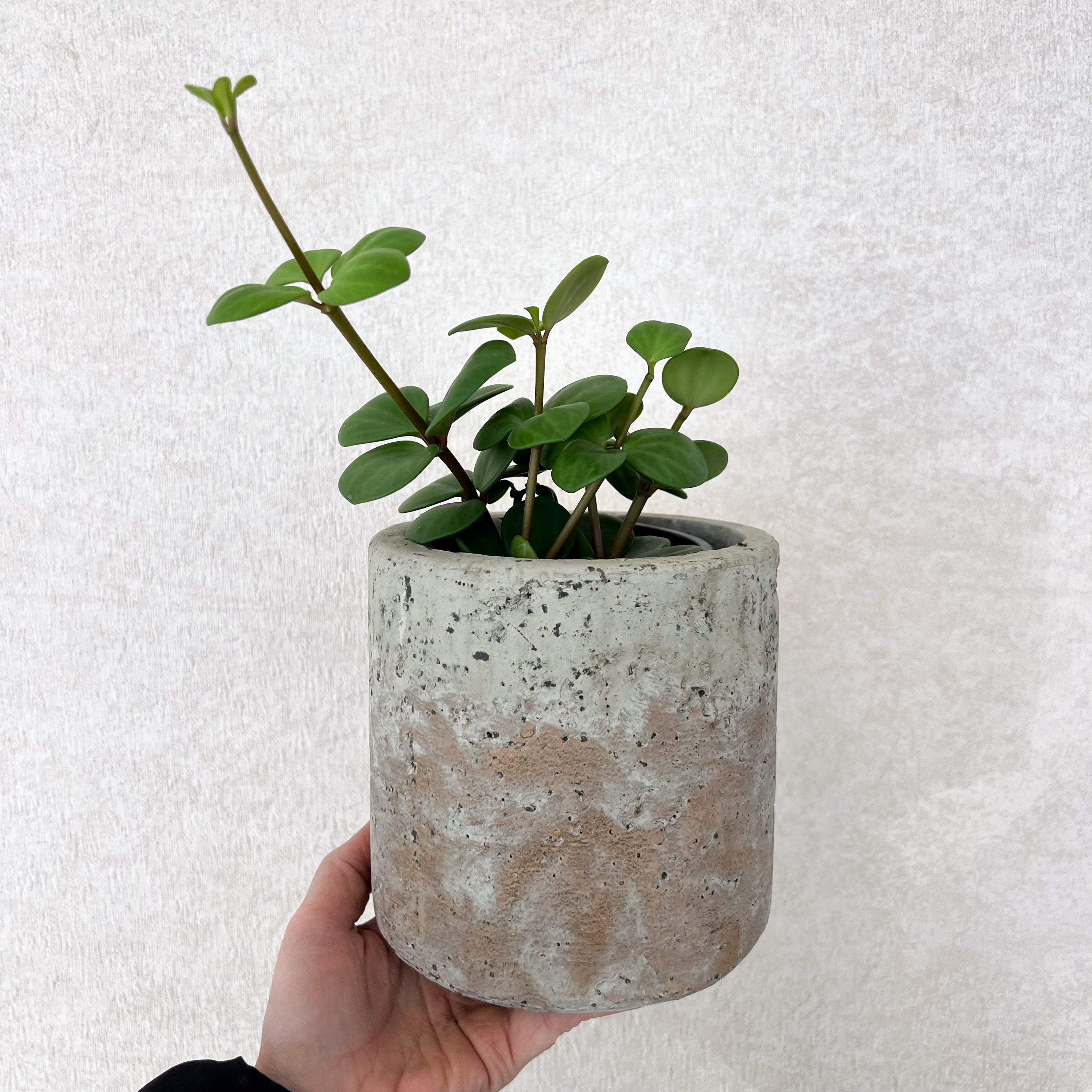 Two Tone Cement Pot