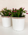 Christmas Cactus