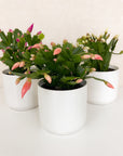 Christmas Cactus