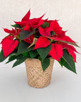 Red Poinsettia