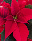 Red Poinsettia