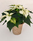 White Poinsettia