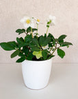 White Helebore