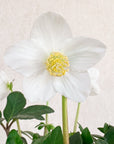 White Helebore