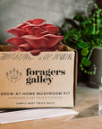 Foragers Galley mushroom kit with a mushroom on top, on a wooden surface with plants in the background.