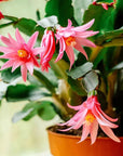 Christmas Cactus