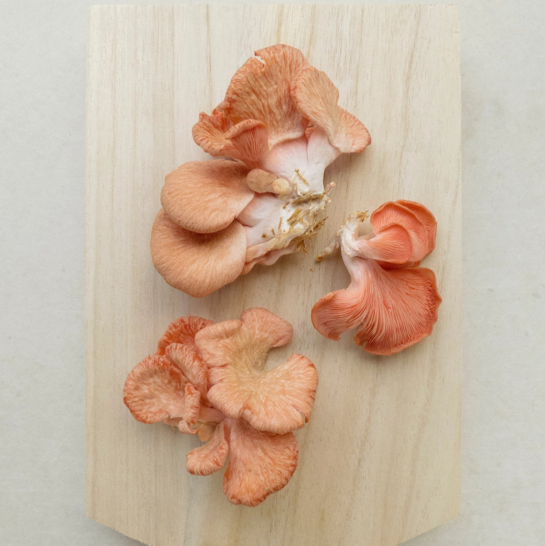 Dried pink oyster mushrooms on a wooden cutting board