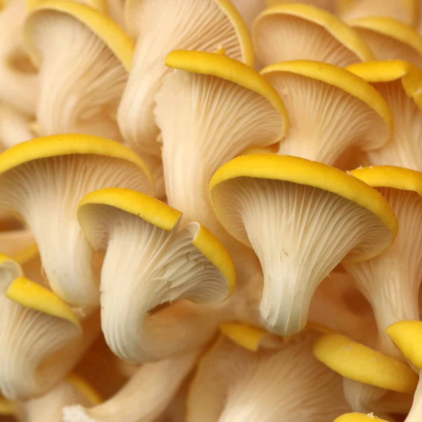 Close-up of a cluster of yellow mushrooms