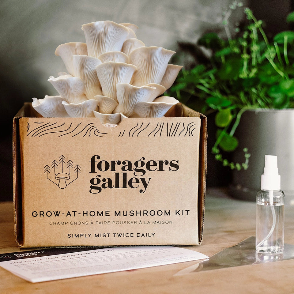 Foragers Galley mushroom kit with packaging and mushroom spawn on a wooden surface.