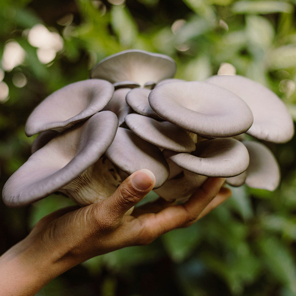Hand holding a cluster of gray mushrooms with a blurred green background