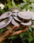 Hand holding a cluster of gray mushrooms with a blurred green background