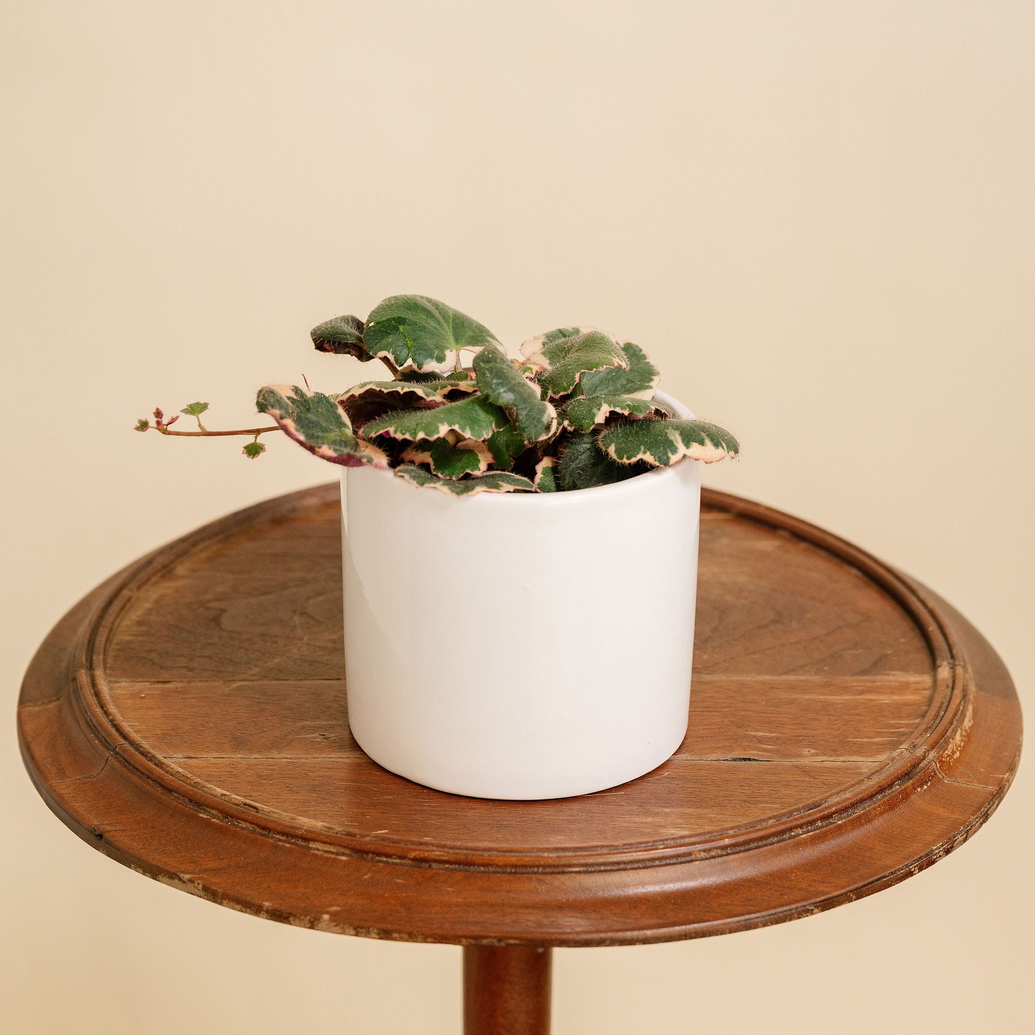 Strawberry Begonia