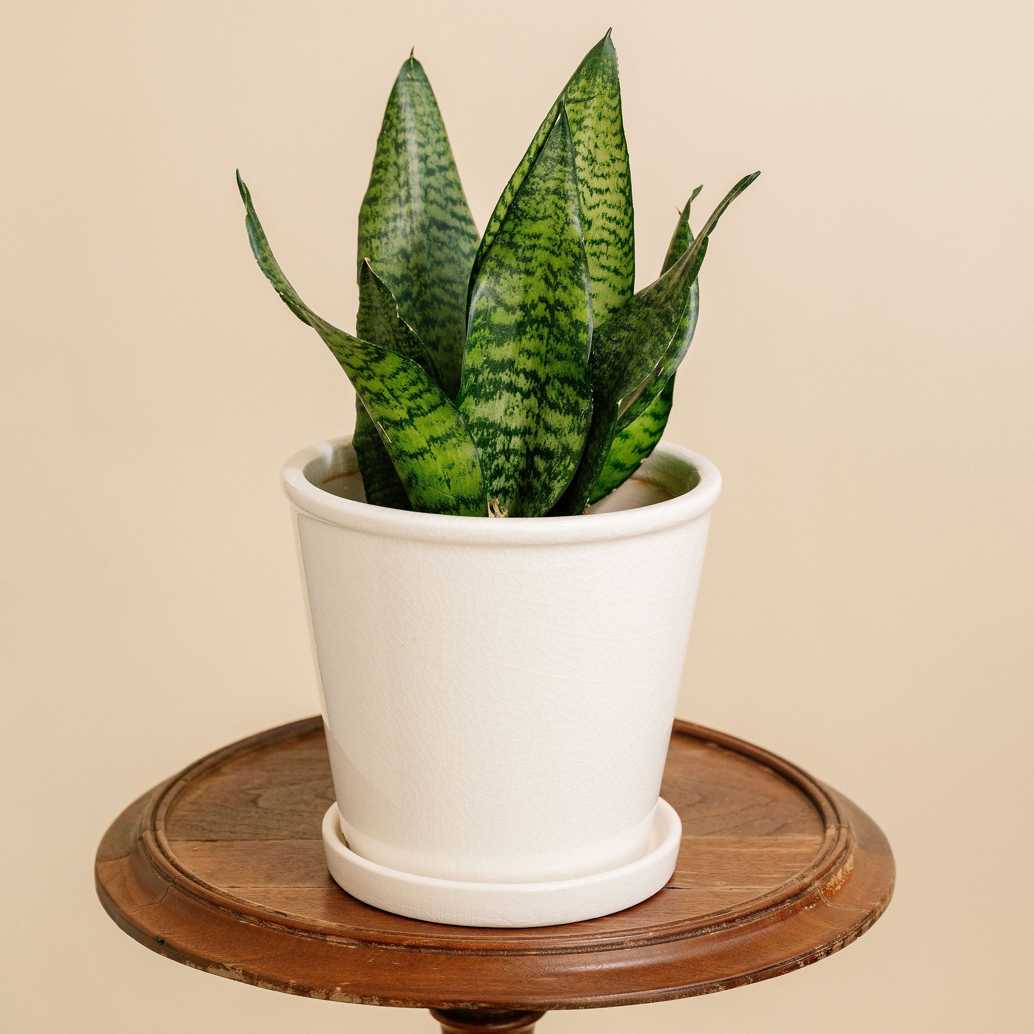 Sansevieria