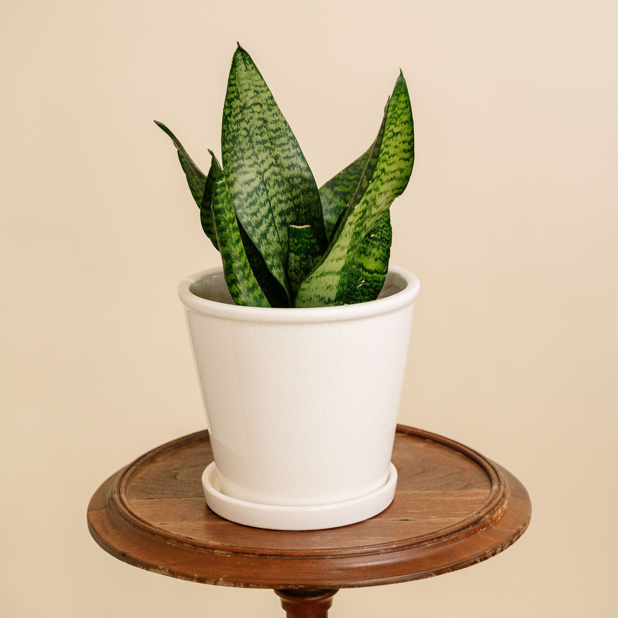 Sansevieria