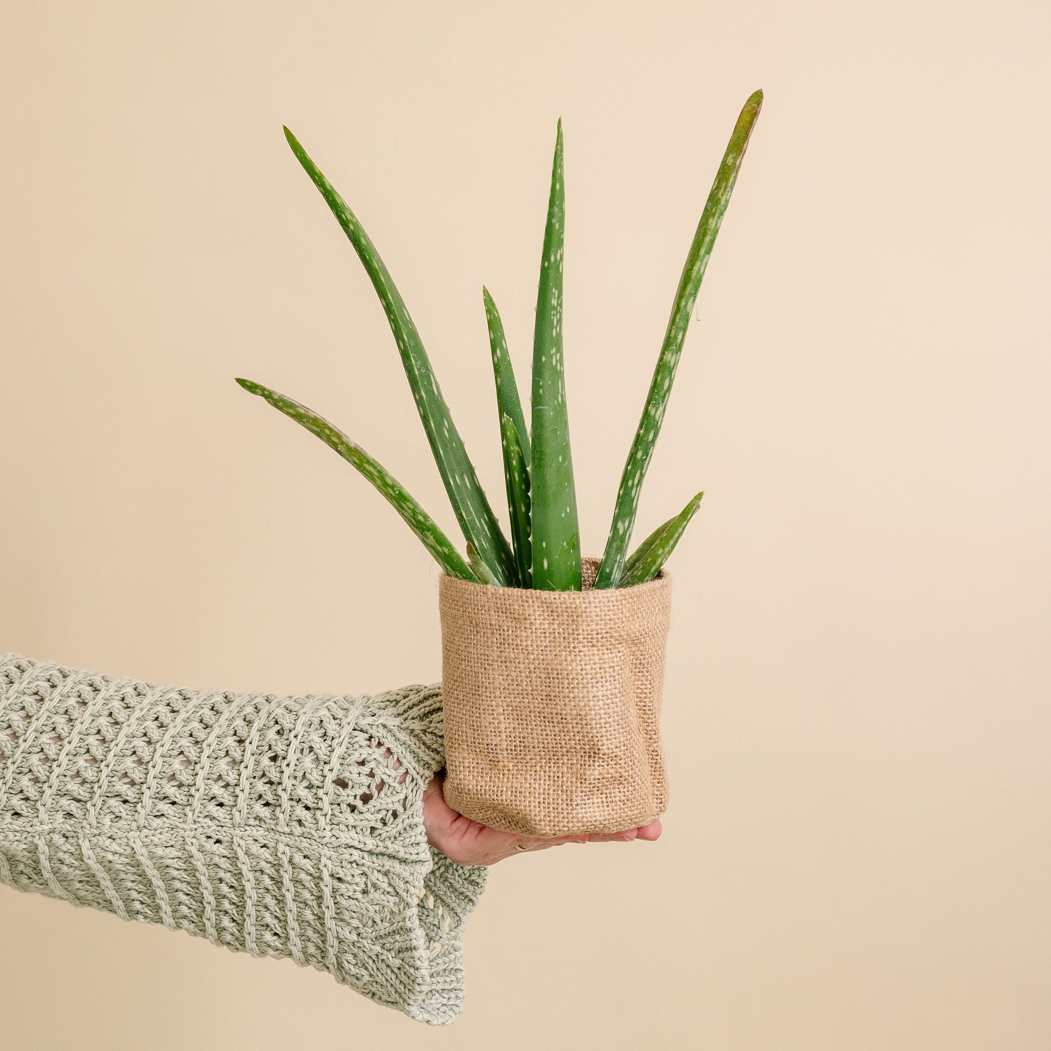 Aloe