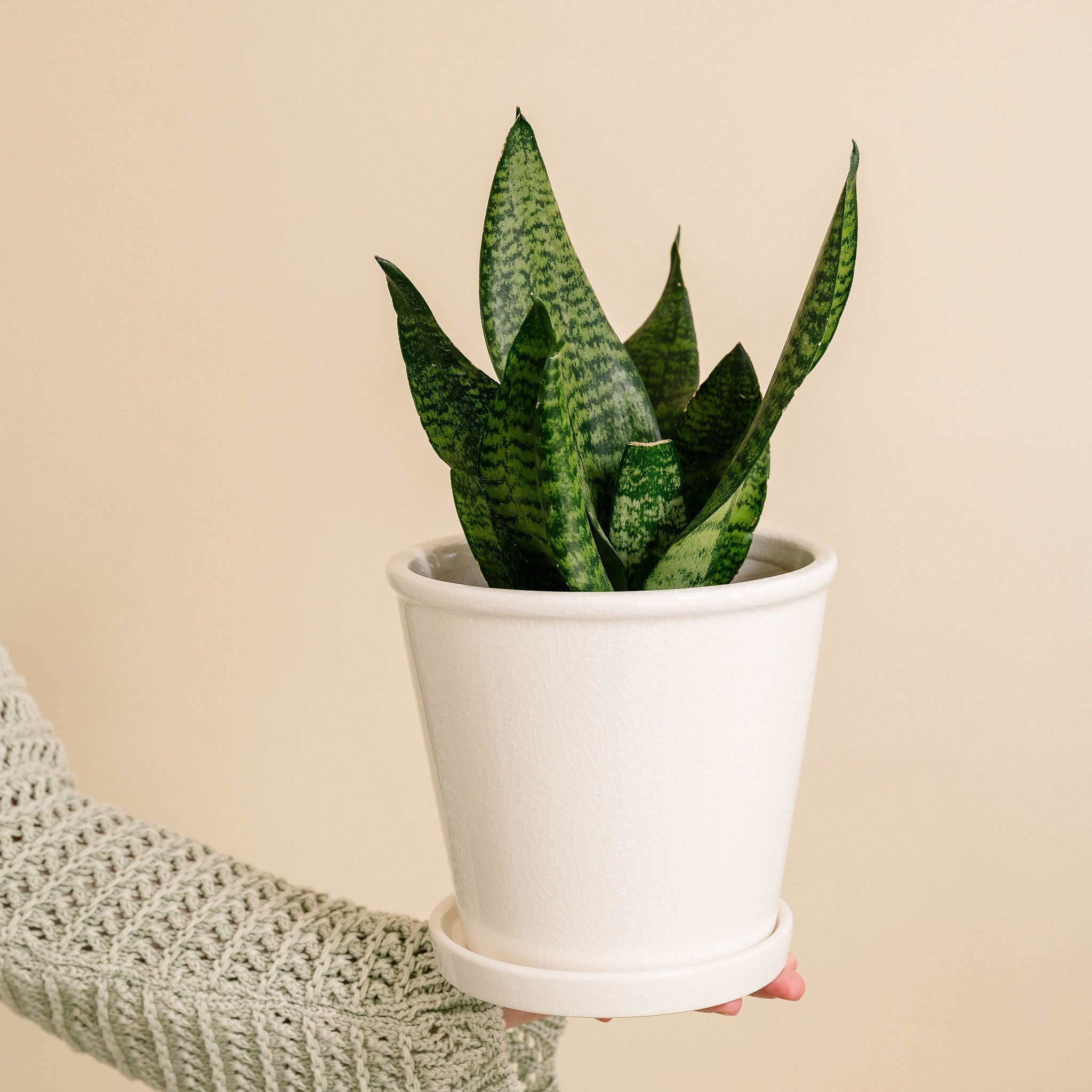 Sansevieria