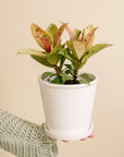 Ficus Robusta Shivereana
