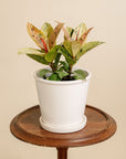 Ficus Robusta Shivereana