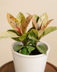 Ficus Robusta Shivereana