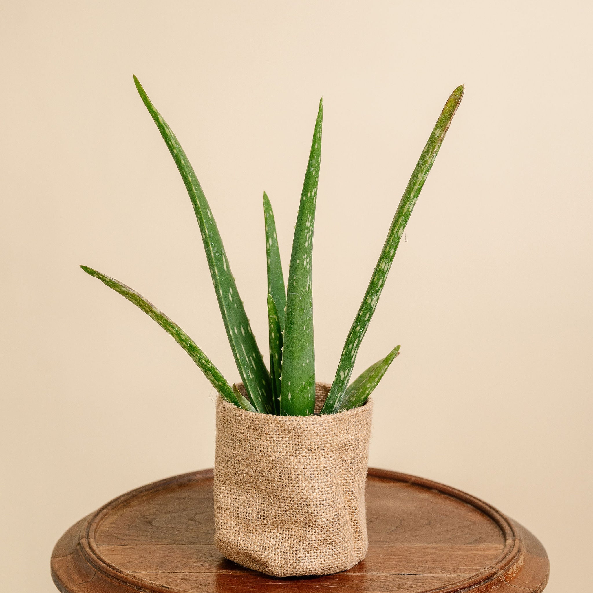 Aloe