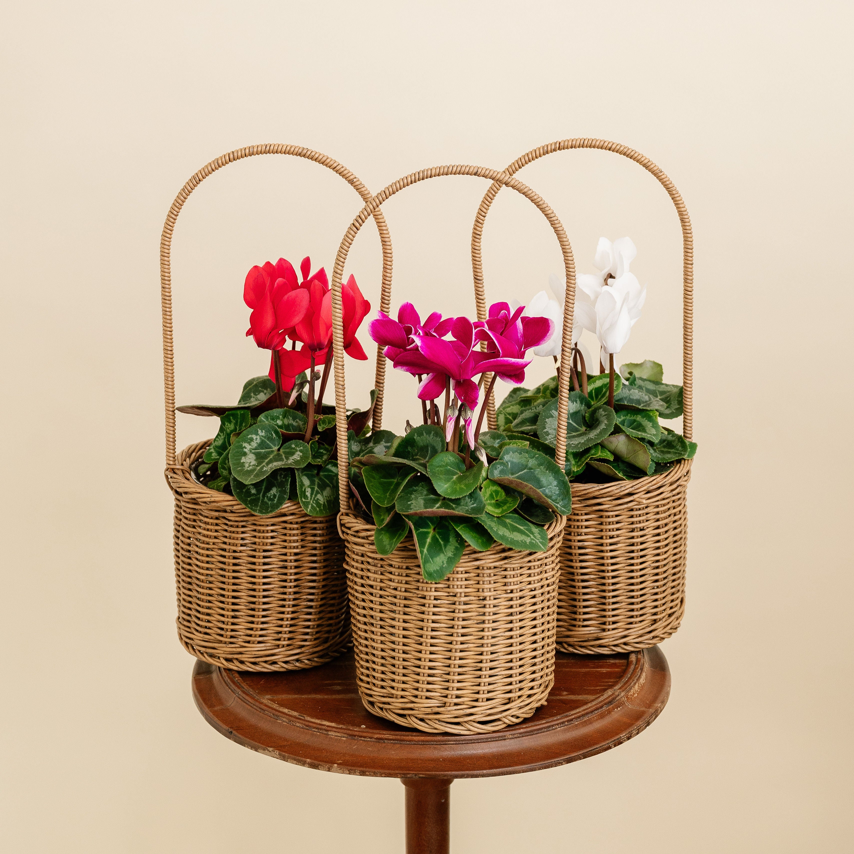 Cyclamen Basket