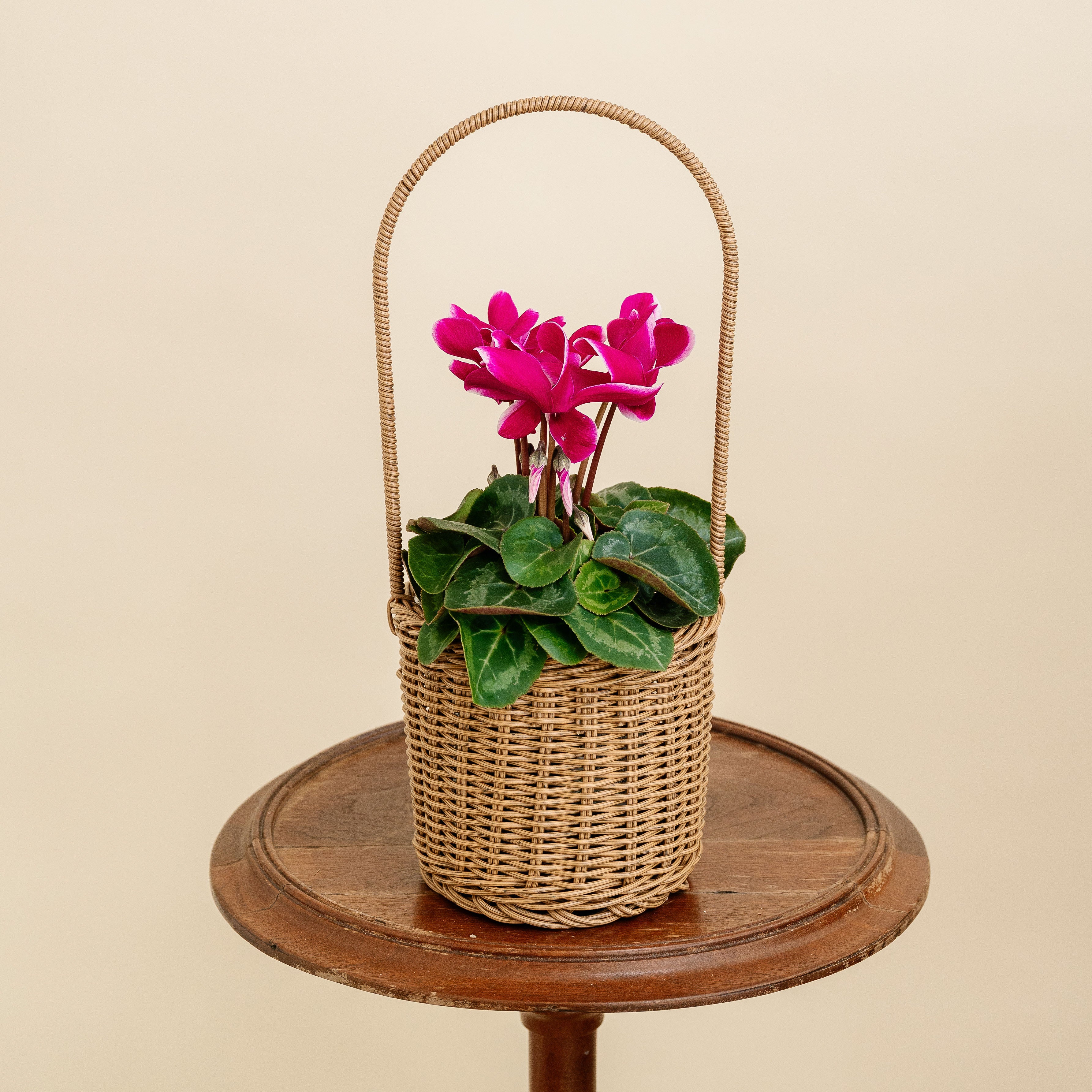 Cyclamen Basket