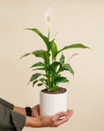 Peace Lily