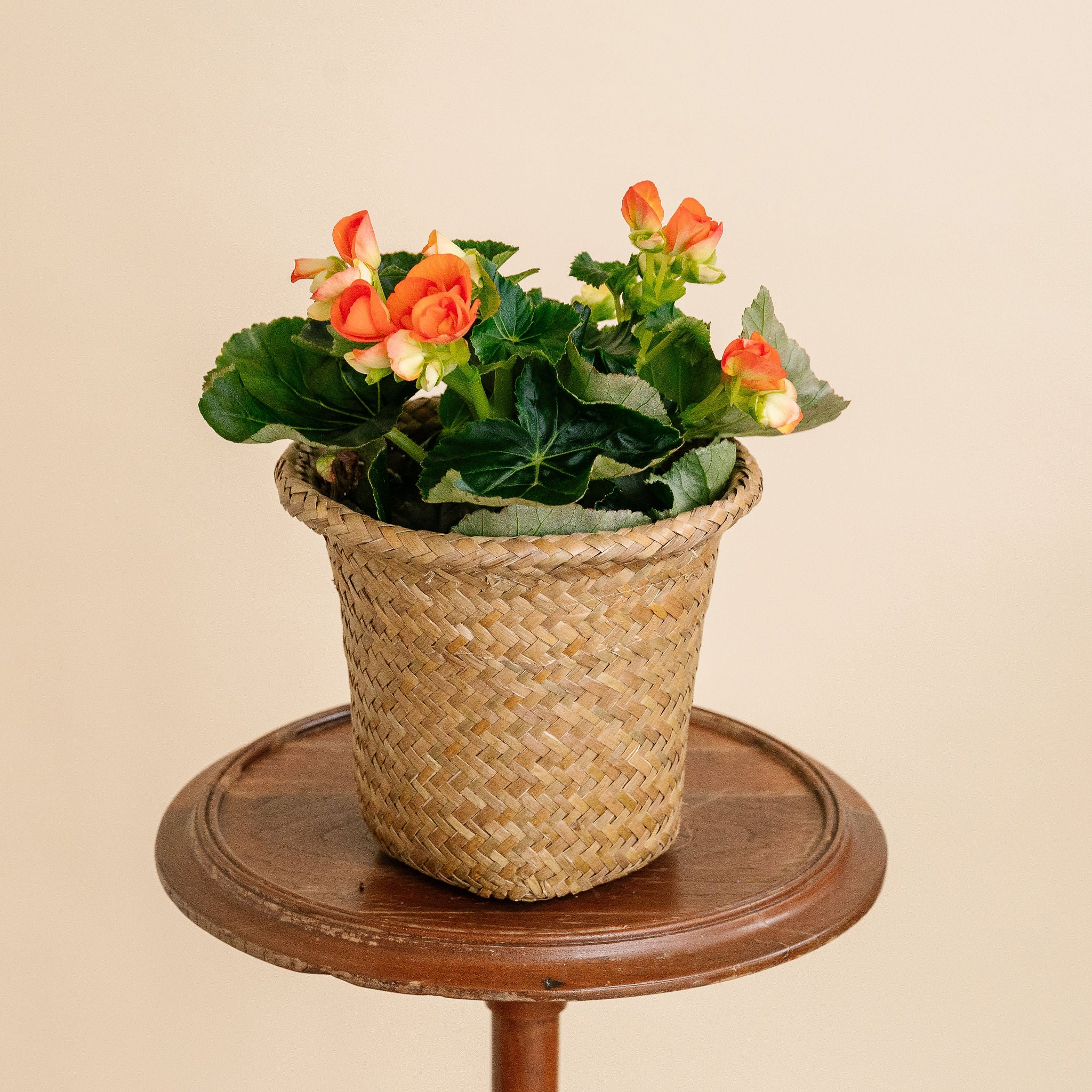 Begonia