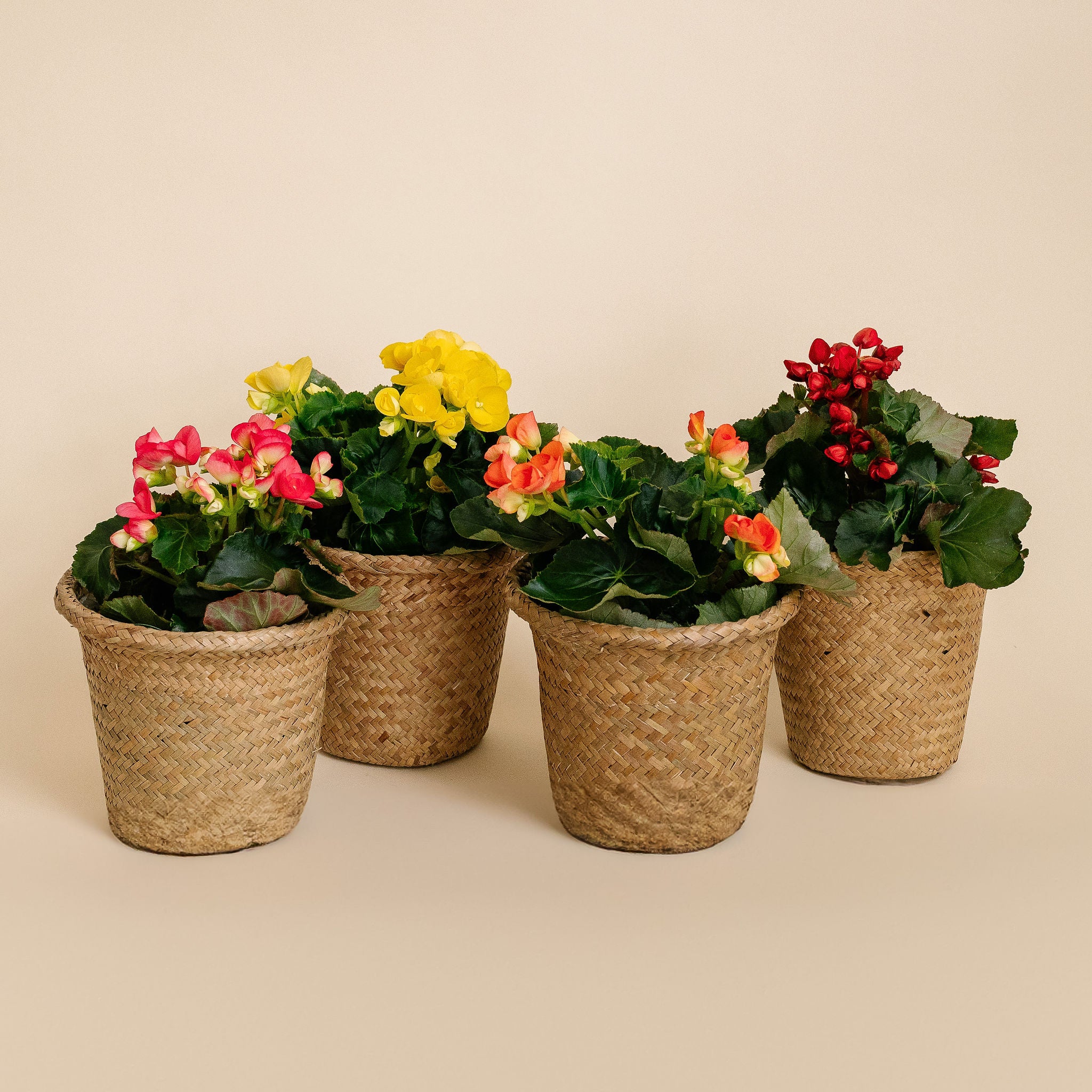 Begonia