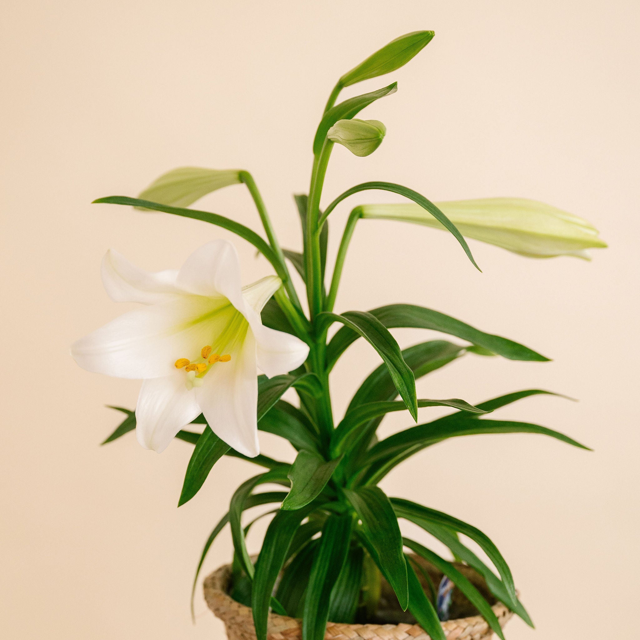 Easter Lily