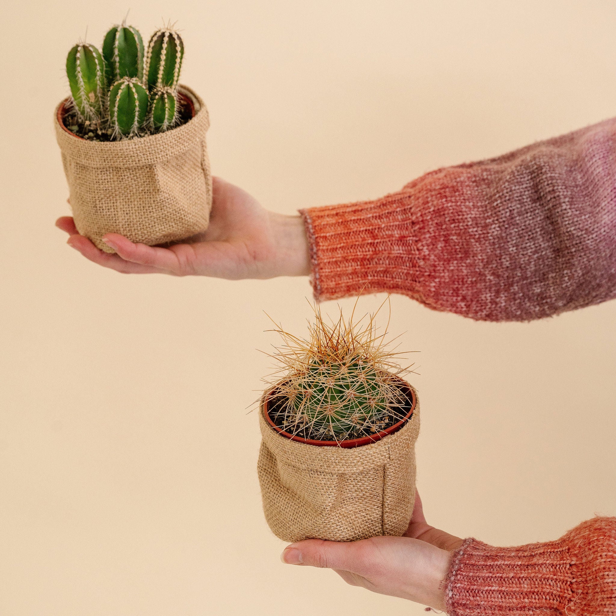 Succulent &amp; Cactus