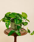 Golden Pothos