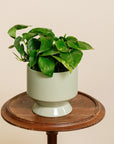 Golden Pothos