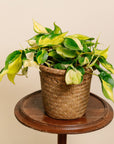 Brasil Heart-Leaf Philodendron