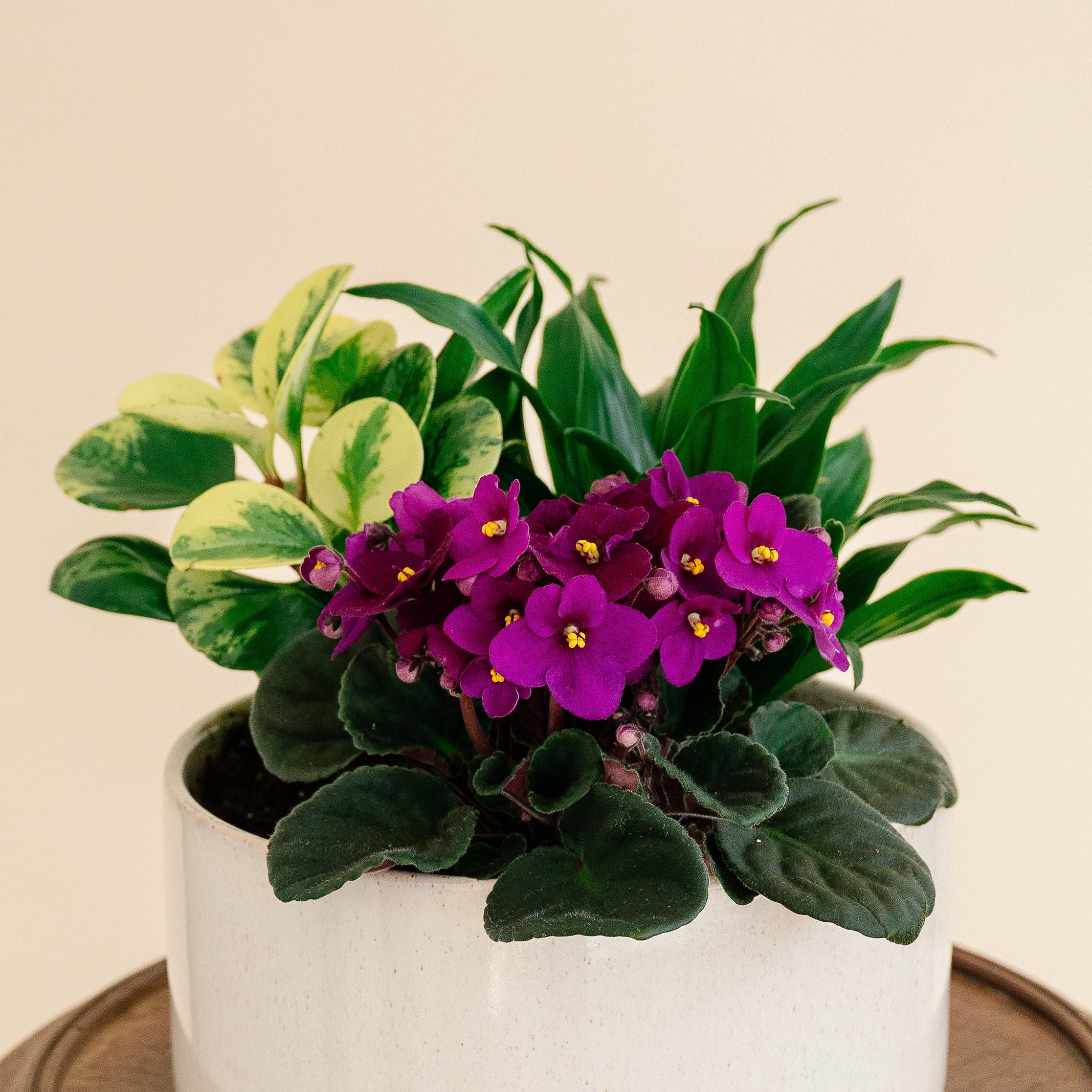 Potted plant with purple flowers on a wooden stand against a beige background