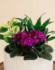 Potted plant with purple flowers on a wooden stand against a beige background